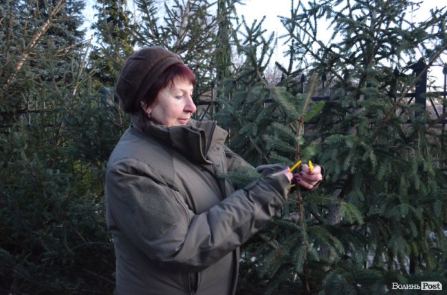 Як поблизу Луцька вирощують новорічні ялинки та сосни. ФОТО