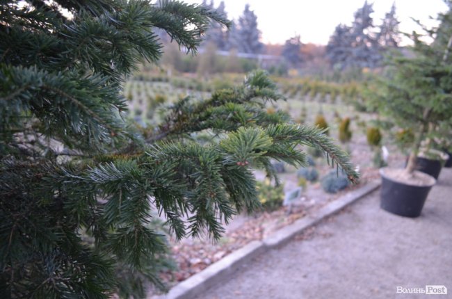 Як поблизу Луцька вирощують новорічні ялинки та сосни. ФОТО