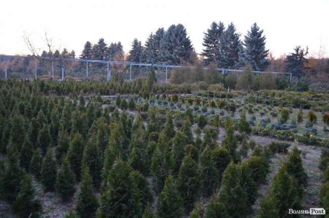 Як поблизу Луцька вирощують новорічні ялинки та сосни. ФОТО