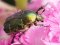 Волинський фотограф опублікував вражаючі макросвітлини комах