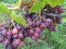 Садівник з Волині вирощує виноград, фісташки і пасифлору 