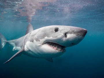 У Єгипті акула напала на українських туристів