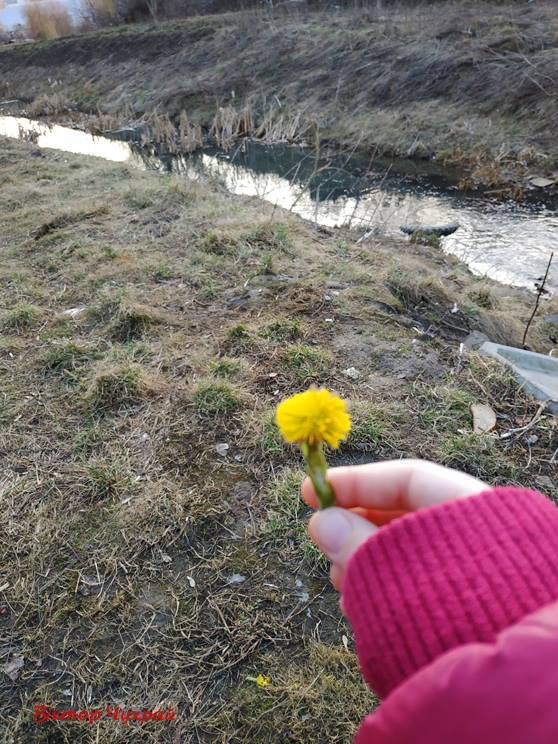 Квіти і бджоли: волинський фотограф поділився весняними знімками