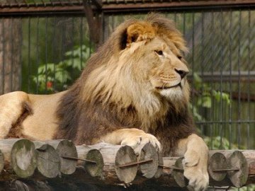 У міні-зоопарку на Тернопільщині лев травмував підлітка