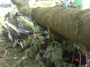 У Нововолинську дерево розчавило авто. ФОТО