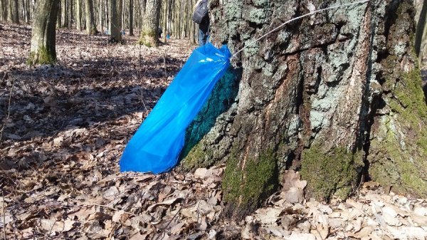 Як «видобувають» березовий сік. ФОТО Як «видобувають» березовий сік. ФОТО