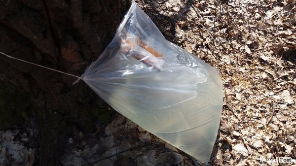 Як «видобувають» березовий сік. ФОТО Як «видобувають» березовий сік. ФОТО