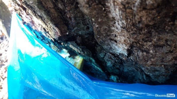 Як «видобувають» березовий сік. ФОТО Як «видобувають» березовий сік. ФОТО