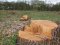 Волинянин заплатить штраф за незаконну рубку дерев на території лісгоспу