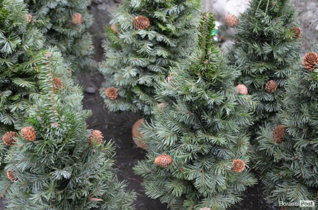 Від і до: за скільки у Луцьку можна купити новорічне деревце. ФОТО