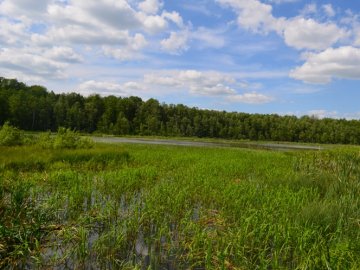 «Шансів врятувати дуже мало»: волинське озеро з «Лісової пісні» потребує мільйонних інвестицій  