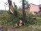 У Луцьку на Набережній незаконно зрізали дерева. ФОТО