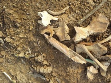 На Волині фермер знайшов у саду людські кістки