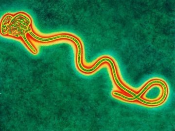 Оголосили міжнародну надзвичайну ситуацію через поширення вірусу Ебола