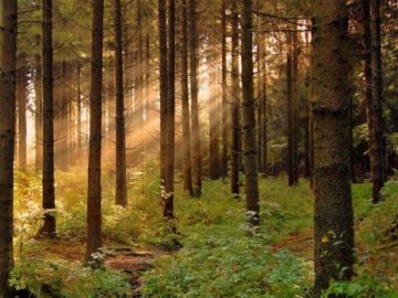 За рішенням суду «Волиньоблагролісу» повернули  ліси