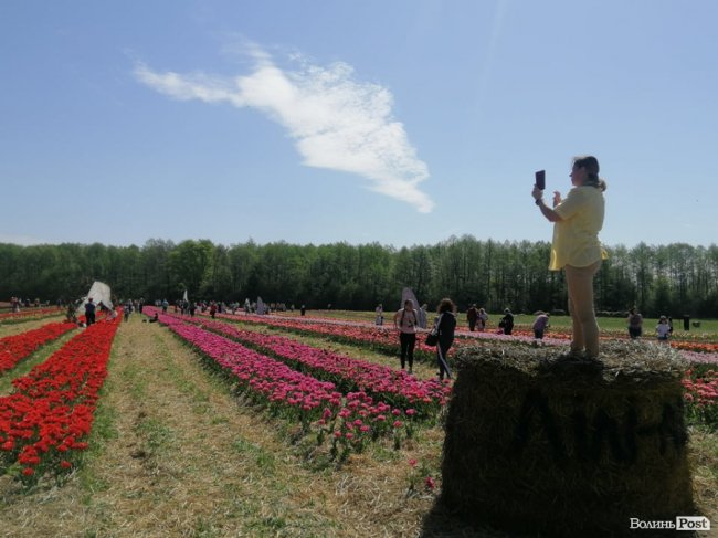 «Волинська Голландія» стартувала: на тюльпановому полі – сотні відвідувачів. ФОТО