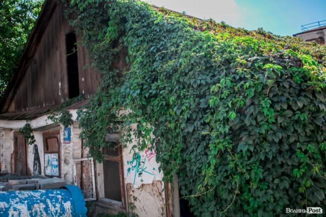 Дикий виноград на будинках: як зелені ліани захоплюють луцькі стіни. ФОТО