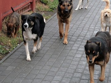 Центр Луцька «окупували» зграї безпритульних собак