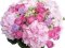 Салон квітів «Dicentra» пропонує вишукані романтичні гортензії*