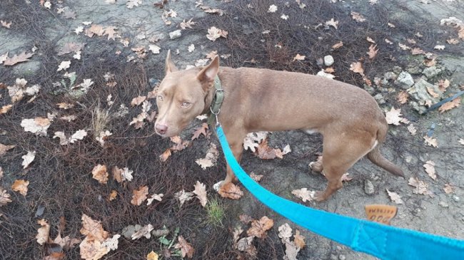 «Стаф із характером кота», - зворушлива історія про пса з луцького притулку