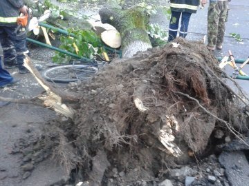 На Львівській стихія звалила дерево на дорогу. ФОТО. ВІДЕО