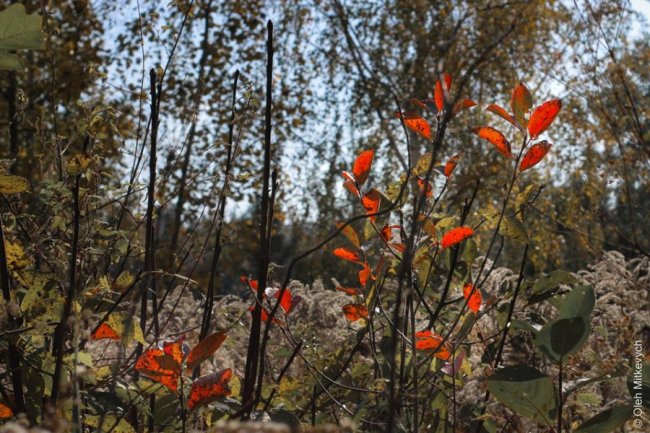 Луцький фотограф показав красу осені