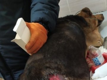 У Луцьку поліція перевіряє інформацію про стрілянину в собаку 