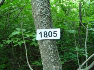 У Луцьку на інвентаризацію дерев передбачили 100 тисяч гривень
