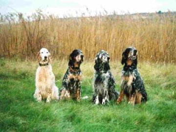 Виставка мисливських собак у Ковелі. ВІДЕО