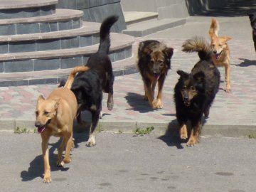 Нестерилізовані чи звезені з інших міст: чому в Луцьку побільшало бродячих псів