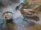 Урятованого молодого лебедя прилаштували в Луцький зоопарк. ФОТО