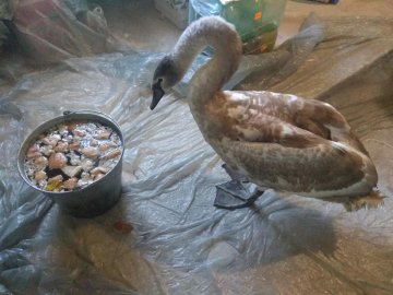 Урятованого молодого лебедя прилаштували в Луцький зоопарк. ФОТО