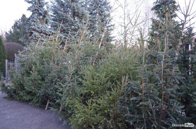 Як поблизу Луцька вирощують новорічні ялинки та сосни. ФОТО