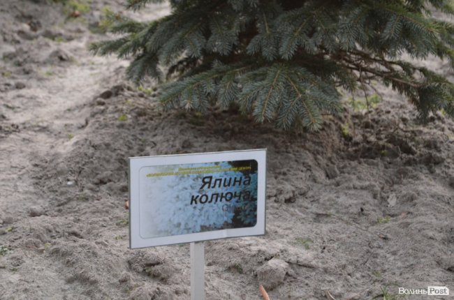 Як поблизу Луцька вирощують новорічні ялинки та сосни. ФОТО