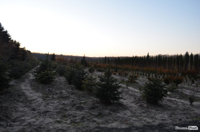 Як поблизу Луцька вирощують новорічні ялинки та сосни. ФОТО