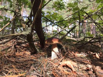 Куди поблизу Луцька можна поїхати на гриби: ТОП найурожайніших локацій