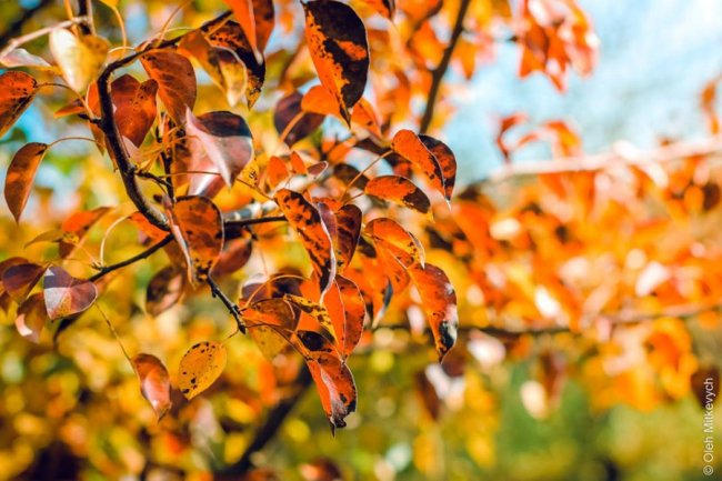 Луцький фотограф показав красу осені