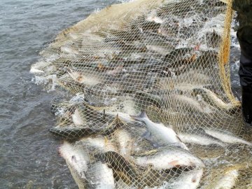 Нерестова заборона: на Волині впіймали понад два десятки «рибних» порушників