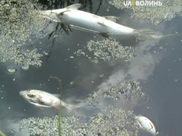 У волинській річці масово загинула риба