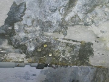 У Луцьку грибок «гризе» стіни під'їзду