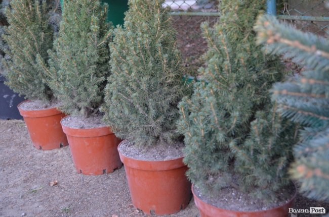 Як поблизу Луцька вирощують новорічні ялинки та сосни. ФОТО