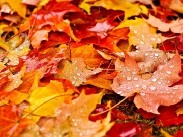 Погода в Луцьку та Волинській області на вівторок, 10 листопада