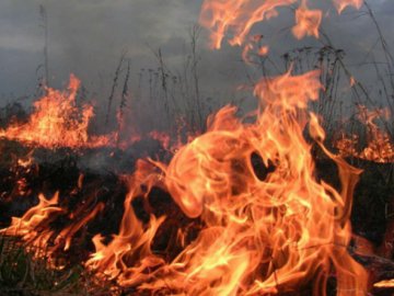 На Волині почастішали випадки лісових пожеж