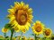 Зробимо Україну квітучою: у селі під Луцьком для соняшників розчистили узбіччя