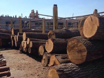 Прокуратура знайшла необліковану деревину на складах лісгоспів