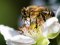 Волинським пасічникам заплатять за утримання бджіл