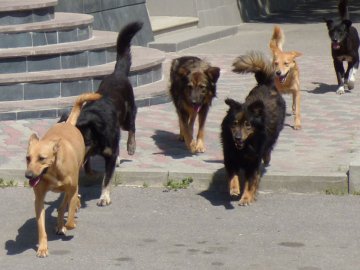 Новарчук завозить в місто бродячих собак зі всієї України, – очільниця «Ласки»