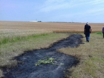 У селі під Луцьком під час спалювання сухої трави ледь не згоріло 87 гектарів пшениці