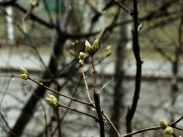 Погода в Луцьку та Волинській області на середу, 2  березня
