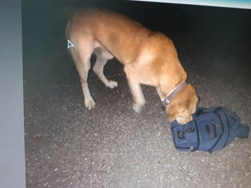 На «Устилузі» пес знайшов у чоловіка наркотики